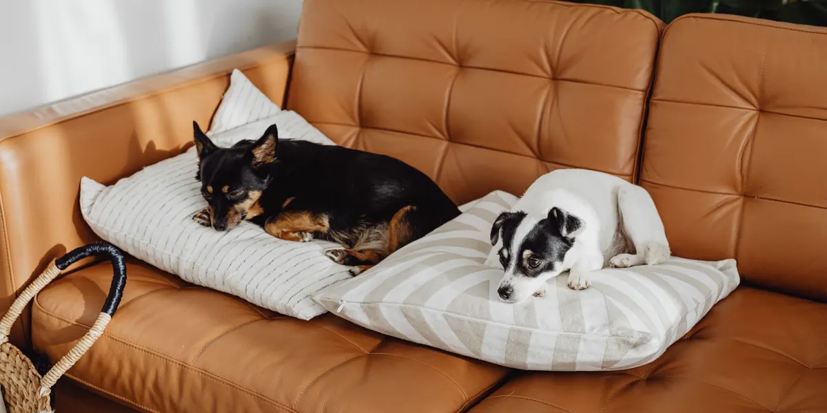 Dos perros descansando sobre cojines en un sofá