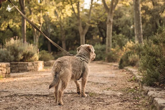 Perro con correa caminando por un sendero de parque