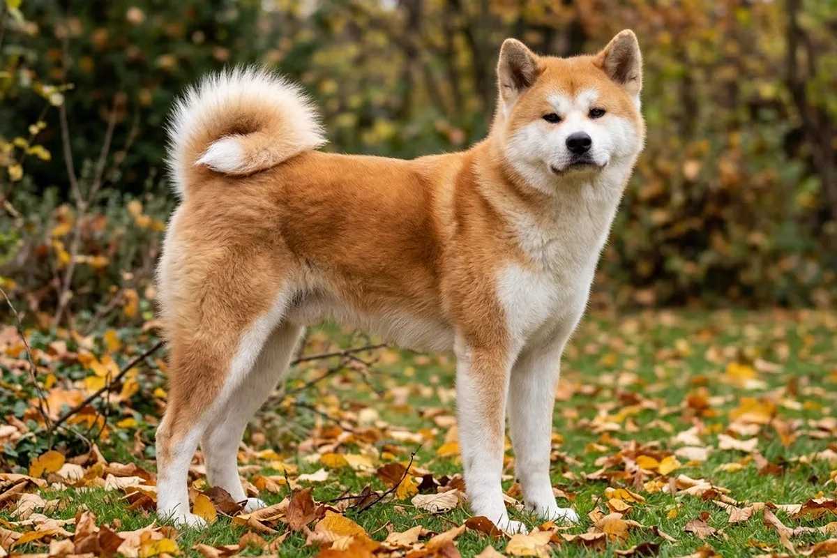 Akita inu rojizo de pie sobre hojas de otoño