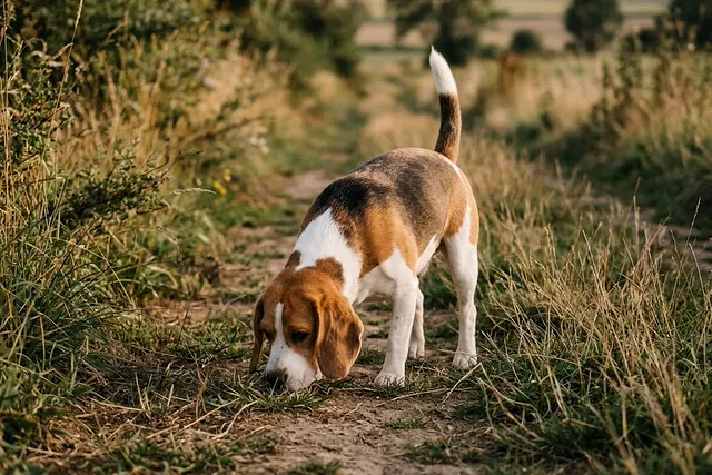 Beagle tricolor olfateando el suelo de un camino rural