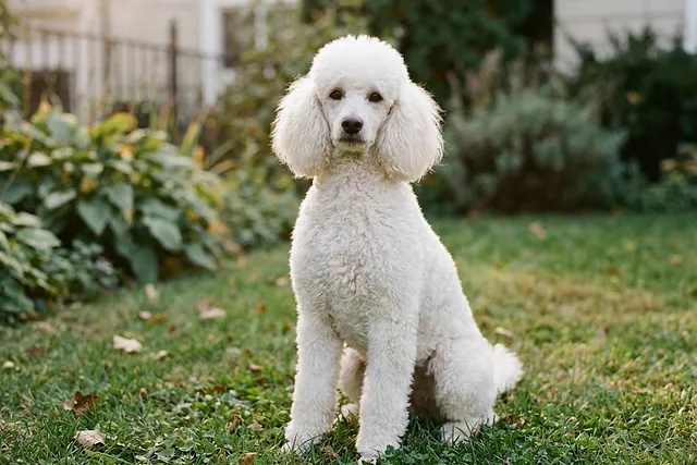 Caniche blanco de pelo rizado sentado sobre el césped