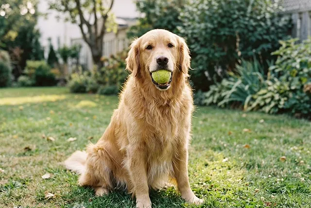 Golden retriever de pelo dorado sentado sobre la hierba con una pelota en la boca