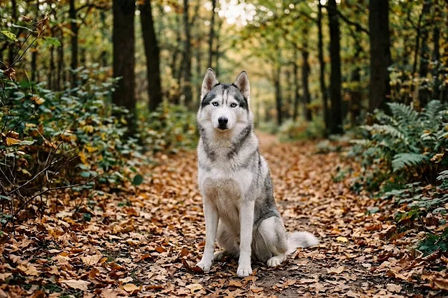Husky siberiano de ojos claros sentado sobre un sendero con hojas