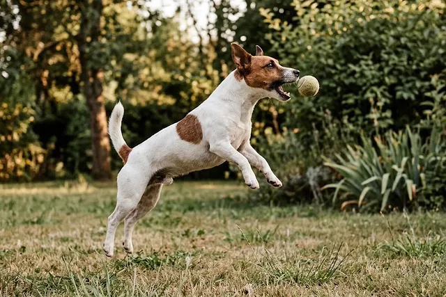 Jack russell terrier blanco y marrón saltando en un jardín