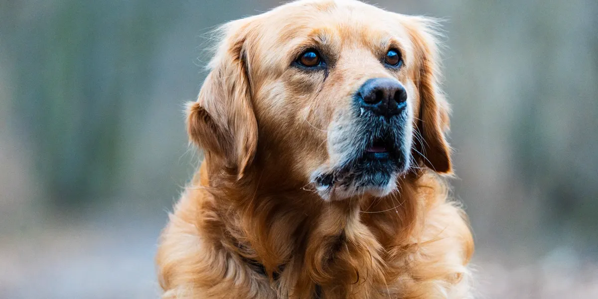 Perro golden retriever mayor mirando a un lado
