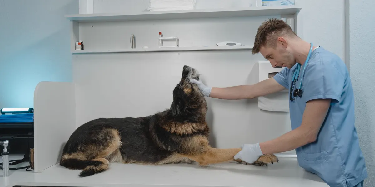 Veterinario atendiendo a un perro